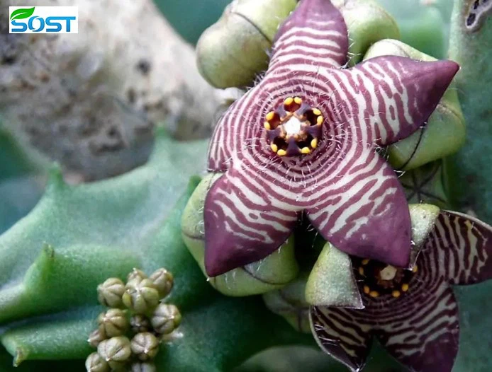 Caralluma Fimbriata Powder